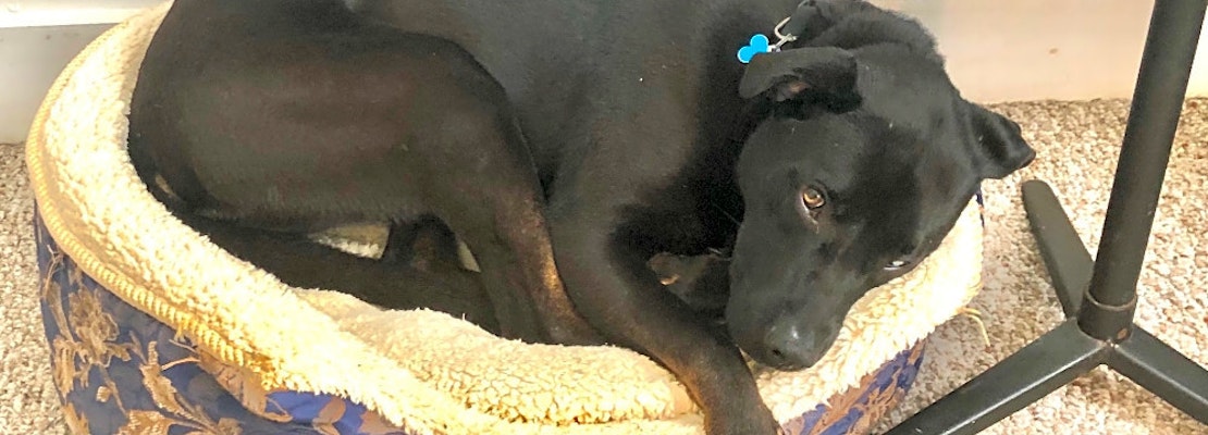 These Baltimore-based dogs are up for adoption and in need of a good home