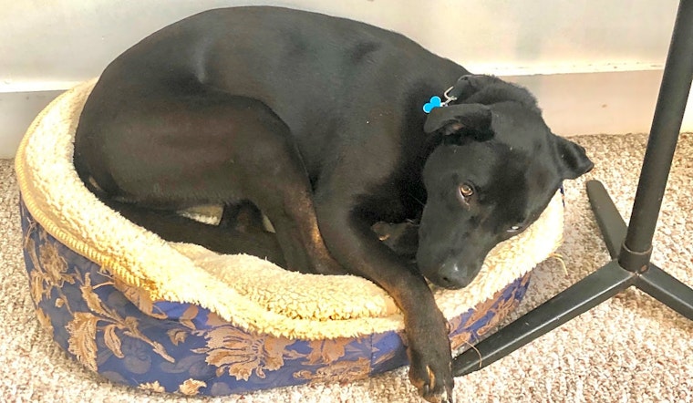 These Baltimore-based dogs are up for adoption and in need of a good home