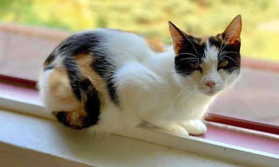 Want to adopt a pet? Here are 5 cute kitties to adopt now in Pittsburgh