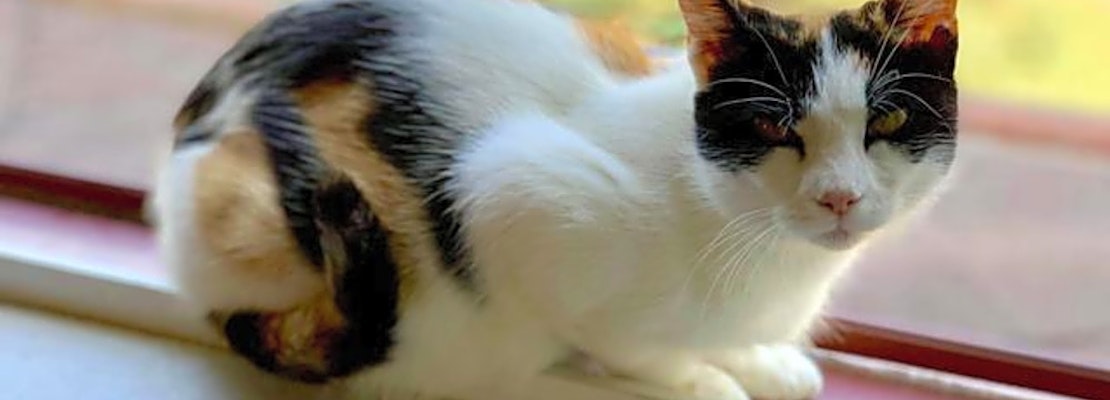 Want to adopt a pet? Here are 5 cute kitties to adopt now in Pittsburgh
