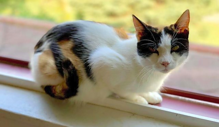 Want to adopt a pet? Here are 5 cute kitties to adopt now in Pittsburgh