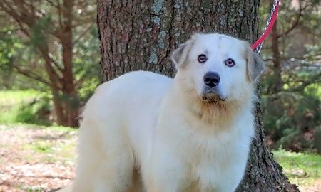 Looking to adopt a pet? Here are 7 lovable pups to adopt now in Nashville
