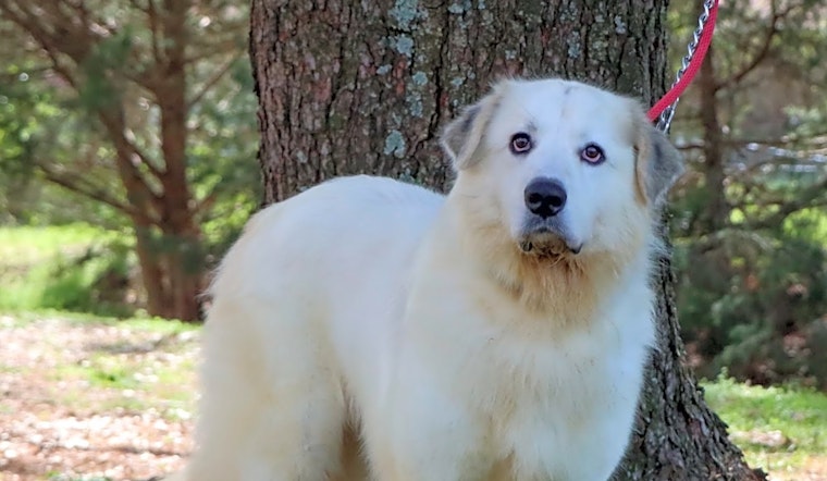 Looking to adopt a pet? Here are 7 lovable pups to adopt now in Nashville