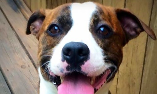These Indianapolis-based pups are up for adoption and in need of a good home