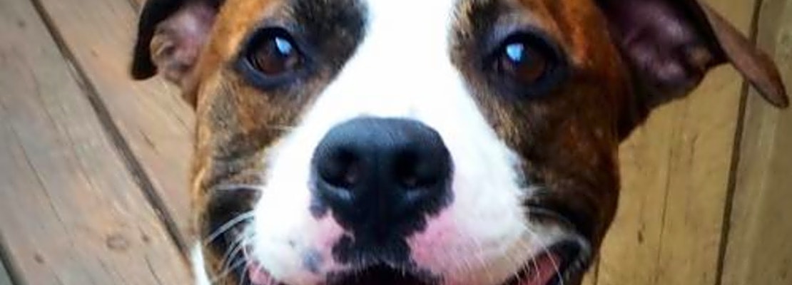 These Indianapolis-based pups are up for adoption and in need of a good home