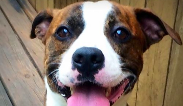 These Indianapolis-based pups are up for adoption and in need of a good home