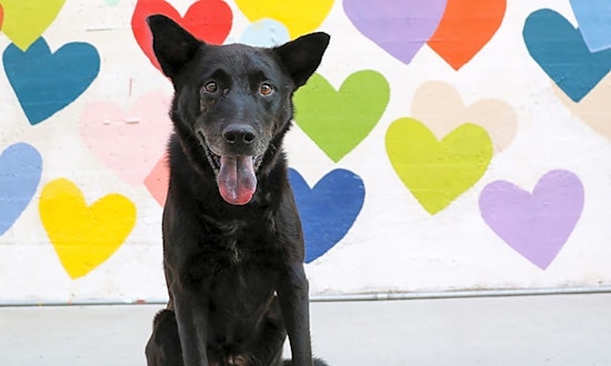 These Charlotte-based doggies are up for adoption and in need of a good home