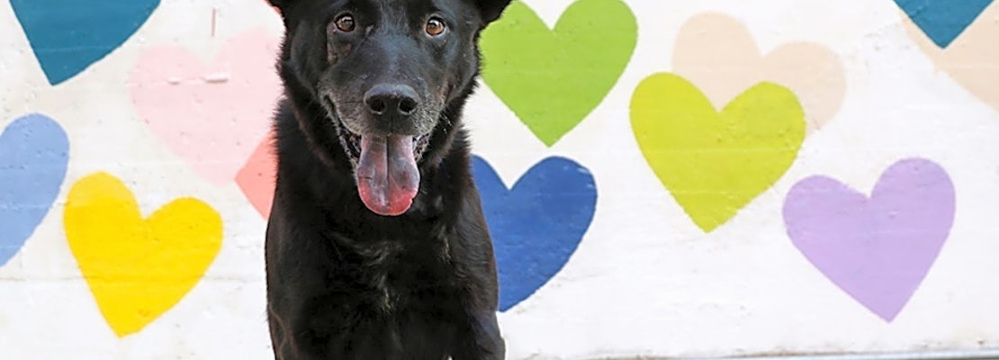 These Charlotte-based doggies are up for adoption and in need of a good home