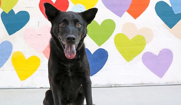These Charlotte-based doggies are up for adoption and in need of a good home