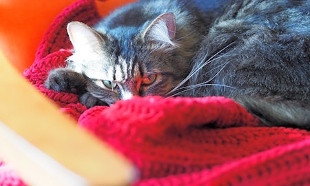 4 lovable kitties to adopt now in Minneapolis