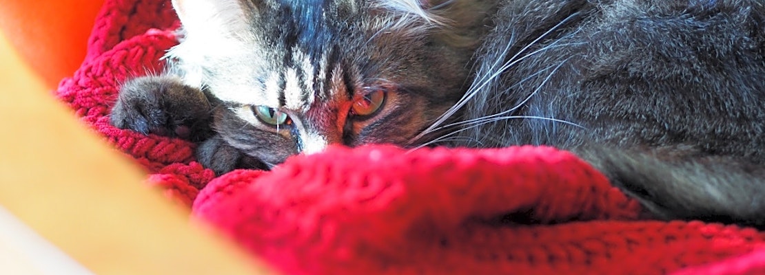 4 lovable kitties to adopt now in Minneapolis