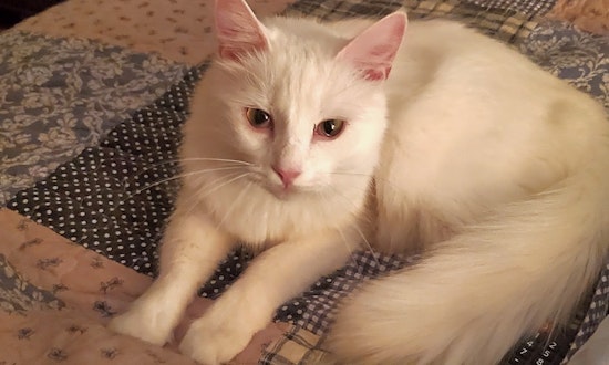Want to adopt a pet? Here are 7 cool kitties to adopt now in Atlanta
