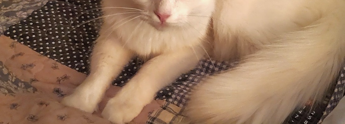 Want to adopt a pet? Here are 7 cool kitties to adopt now in Atlanta