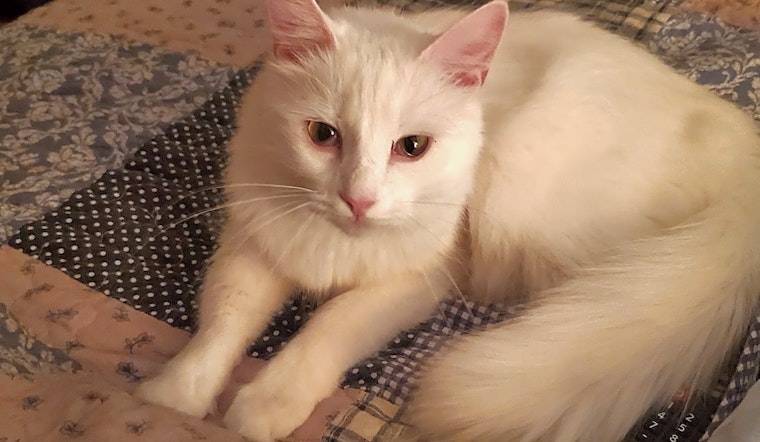 Want to adopt a pet? Here are 7 cool kitties to adopt now in Atlanta
