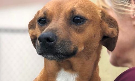 These Washington-based doggies are up for adoption and in need of a good home