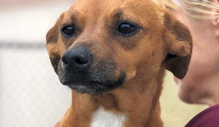 These Washington-based doggies are up for adoption and in need of a good home