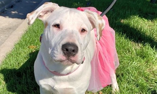 Looking to adopt a pet? Here are 6 delightful doggies to adopt now in Houston