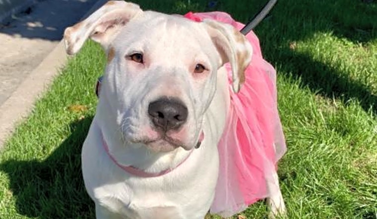 Looking to adopt a pet? Here are 6 delightful doggies to adopt now in Houston