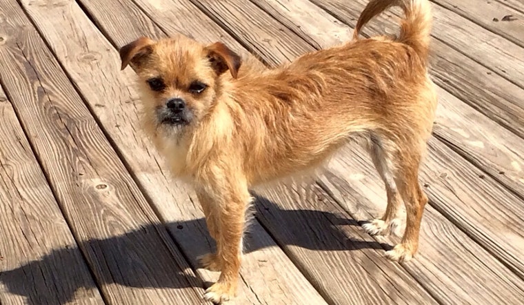 6 lovable pups to adopt now in San Antonio