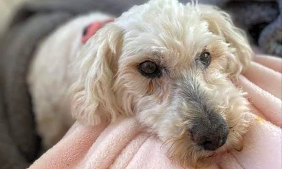 Looking to adopt a pet? Here are 7 delightful doggies to adopt now in Las Vegas
