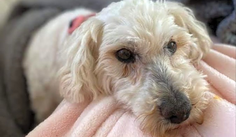 Looking to adopt a pet? Here are 7 delightful doggies to adopt now in Las Vegas