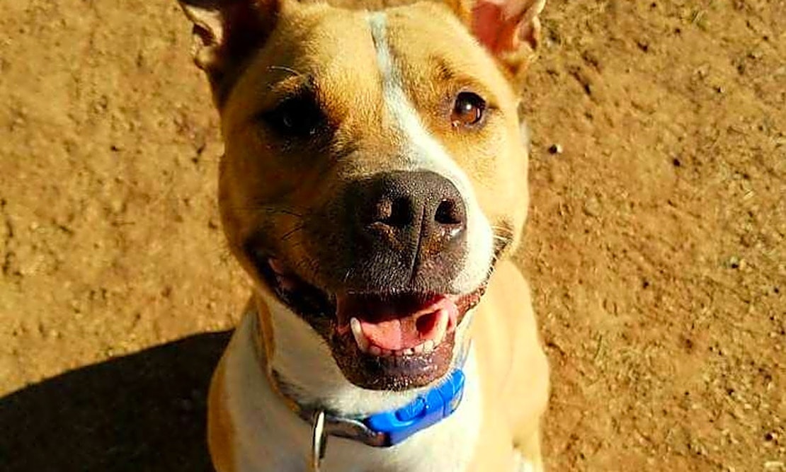 These Phoenix-based canines are up for adoption and in need of a good home