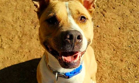 These Phoenix-based canines are up for adoption and in need of a good home