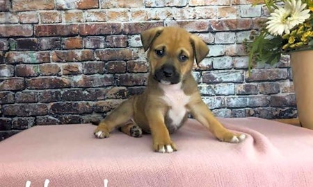 These Mesa-based puppies are up for adoption and in need of a good home