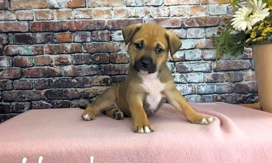 These Mesa-based puppies are up for adoption and in need of a good home