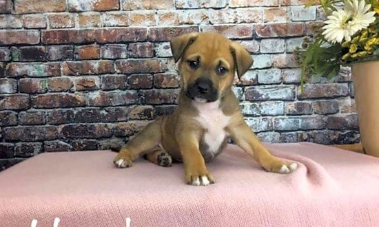 These Mesa-based puppies are up for adoption and in need of a good home