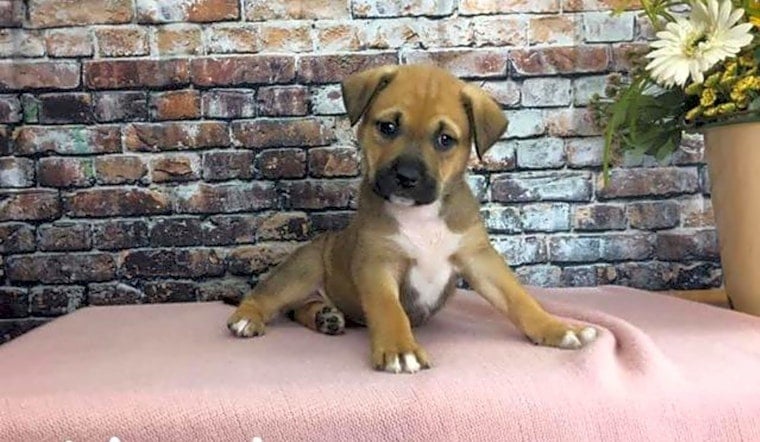 These Mesa-based puppies are up for adoption and in need of a good home