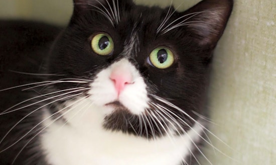 Want to adopt a pet? Here are 7 lovable kitties to adopt now in Los Angeles