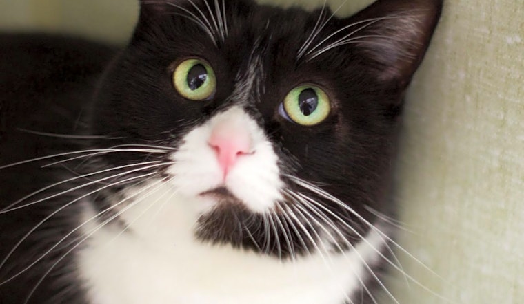 Want to adopt a pet? Here are 7 lovable kitties to adopt now in Los Angeles