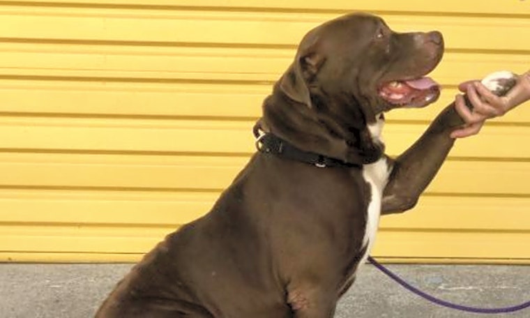 Want to adopt a pet? Here are 5 cuddly canines to adopt now in Long Beach