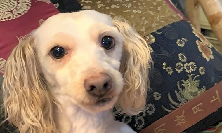7 delightful dogs to adopt now in Santa Ana