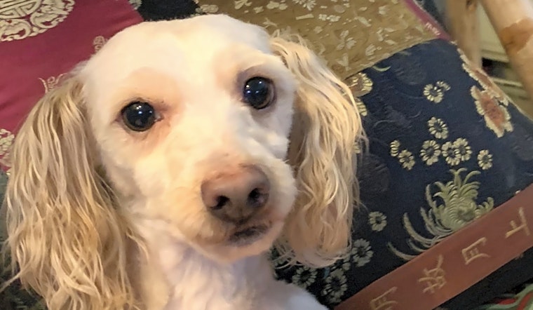 7 delightful dogs to adopt now in Santa Ana