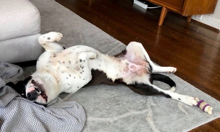 7 delightful dogs to adopt now in Dallas