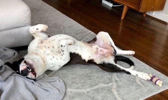 7 delightful dogs to adopt now in Dallas