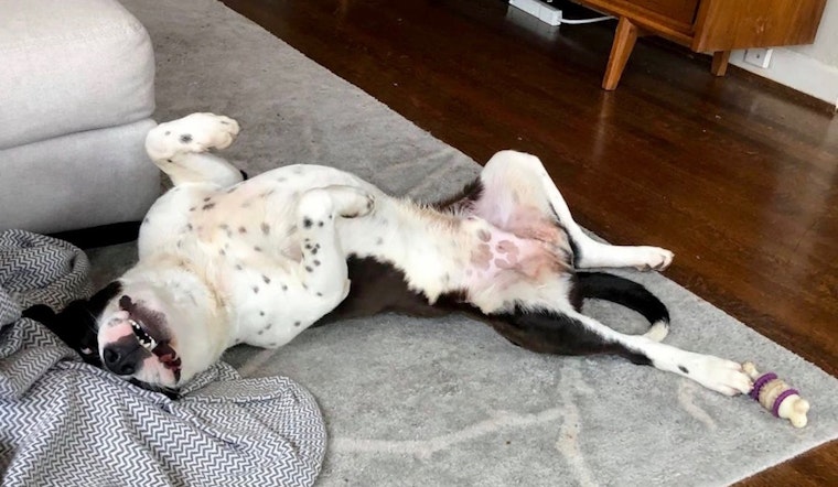 7 delightful dogs to adopt now in Dallas
