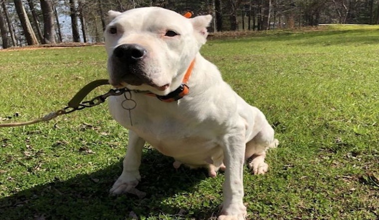 4 delightful doggies to adopt now in Tampa