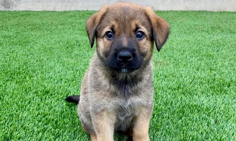 Always wanted a pet? Here are 5 perfect puppies to adopt now in Plano