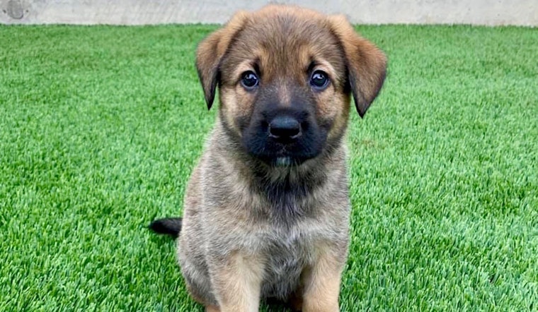 Always wanted a pet? Here are 5 perfect puppies to adopt now in Plano