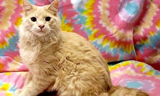 4 charming cats ready to adopt now in Arlington