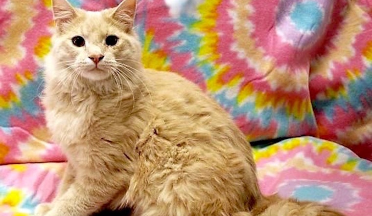 4 charming cats ready to adopt now in Arlington