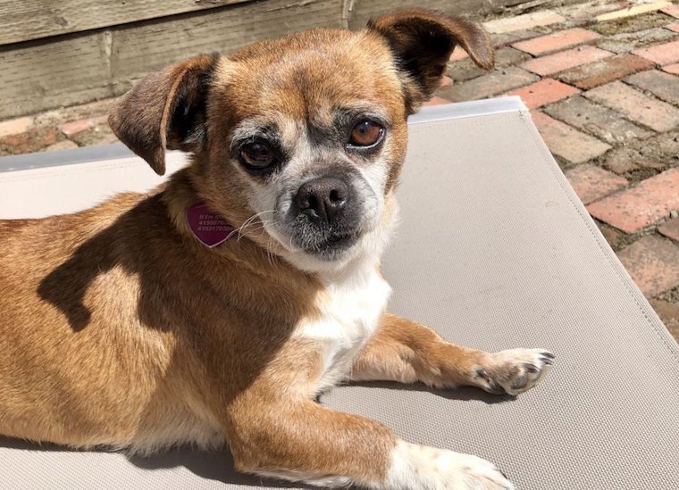 5 lovable pups available for adoption in San Francisco