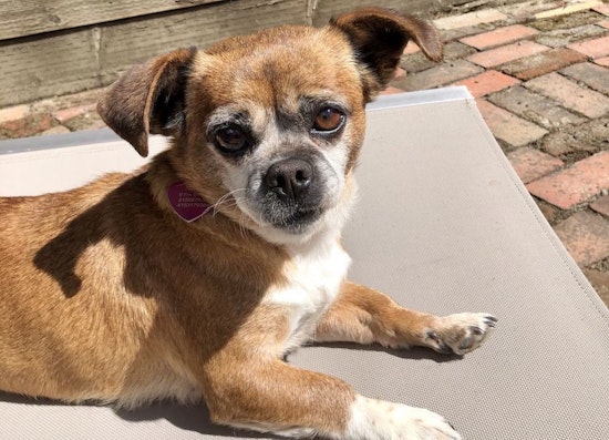 5 lovable pups available for adoption in San Francisco