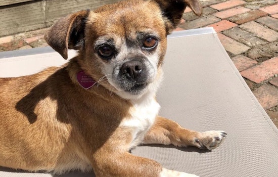 5 lovable pups available for adoption in San Francisco