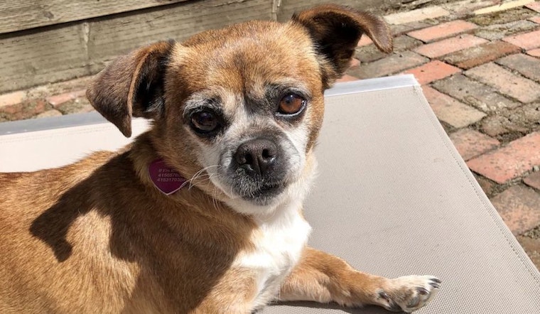 5 lovable pups available for adoption in San Francisco