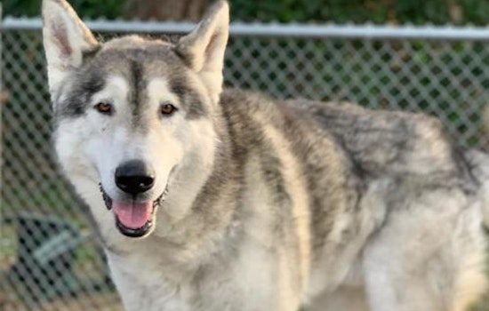 6 delightful doggies available for adoption in Oakland