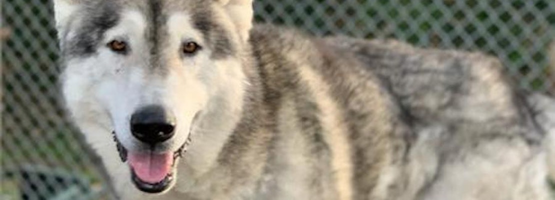 6 delightful doggies available for adoption in Oakland